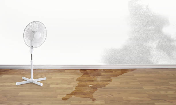 Best Basement water damage restoration  in Fulton, IL